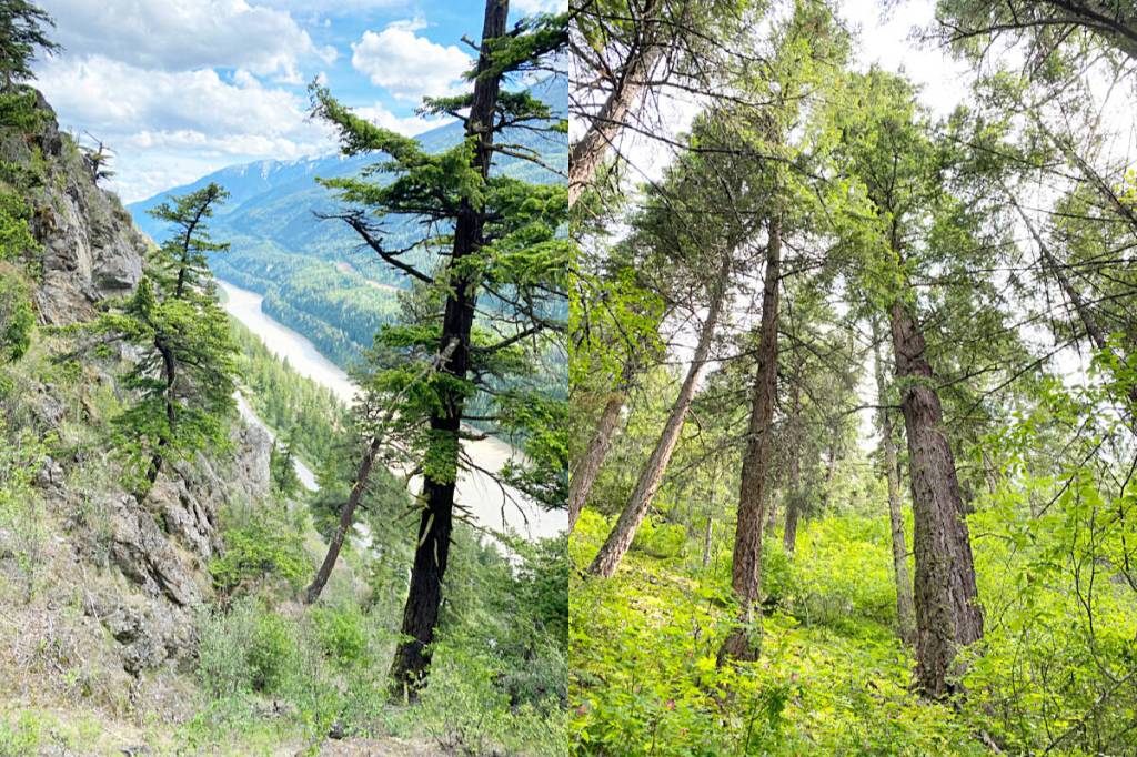 The Jackass Mountain property at Kanaka Bar overlooking Highway 1 and the Fraser River (l), with Douglas fir on the property pictured at right. (Celina Starnes/Endangered Ecosystems Alliance)