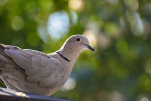 A Eurasian collared dove, one of several somewhat cryptic notes scribbled on one of the many small pieces of papering littering the editor&rsquo;s desk. (Alexis_Fotas/Pixabay)